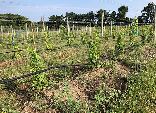 Fig 22_August 8 2018_ (post-planting)